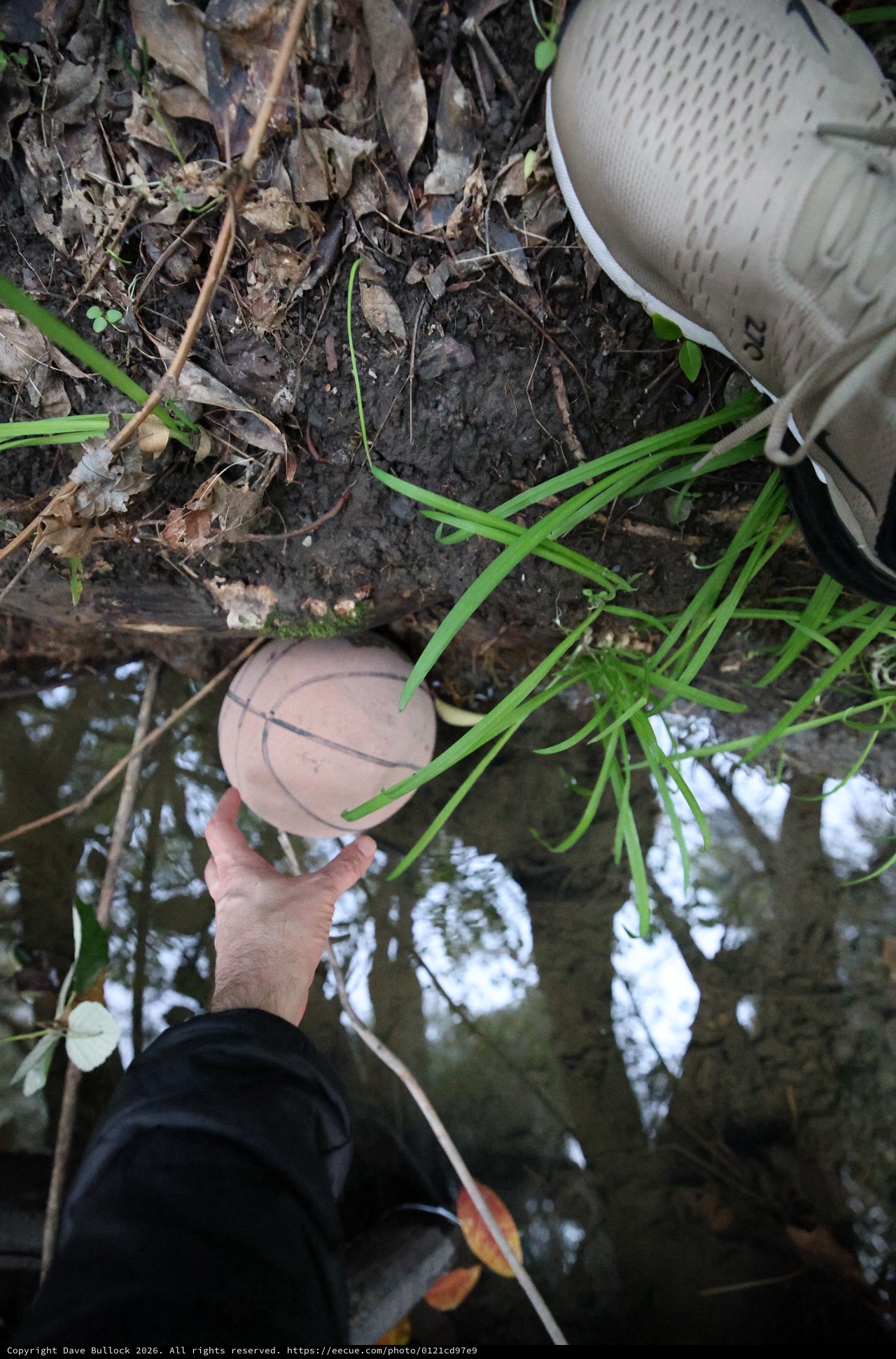 Discovering a Wild Mushroom in the Forest
