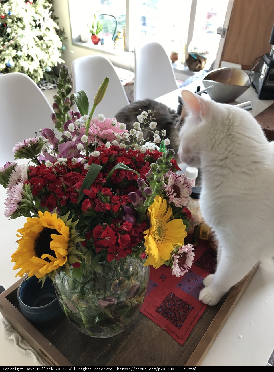 Feline Perspective