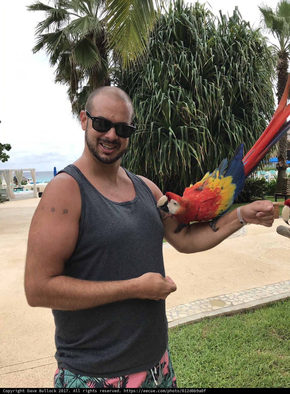 Parrot and his Pal