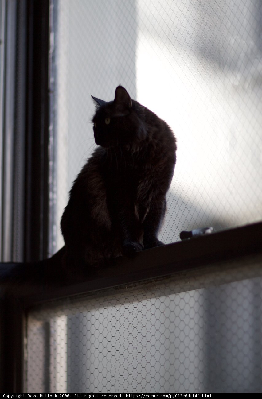 Silhouette of a Black Cat