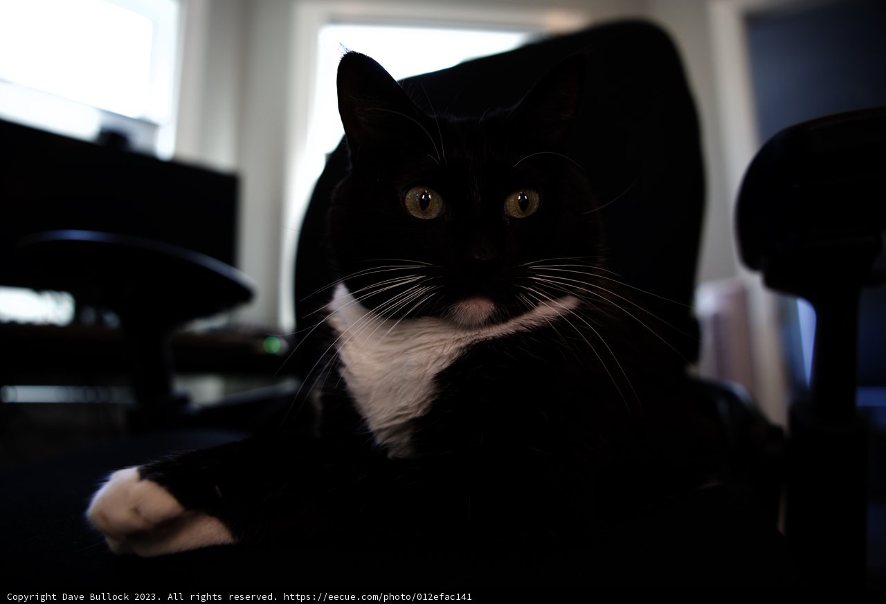 Feline Relaxation in Black and White