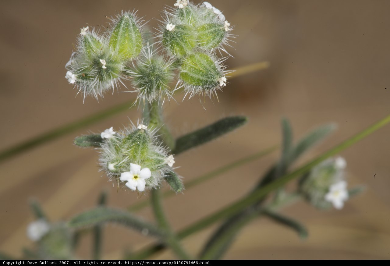 Desert Sprout with White Blooms
