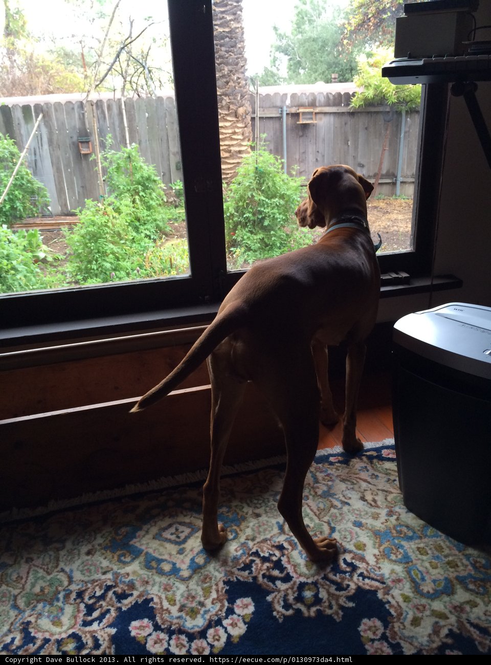 Window Watcher