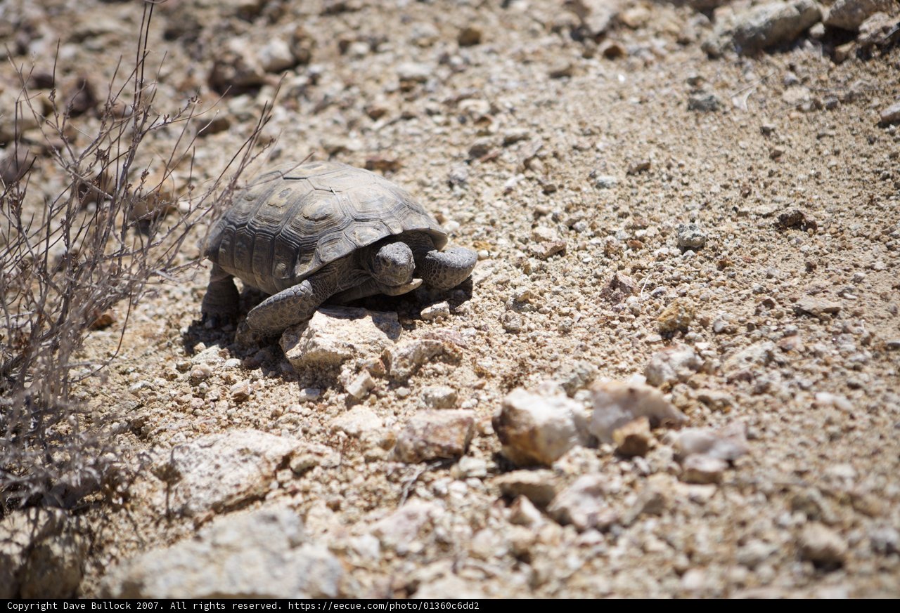 Desert Tortoise Adventure