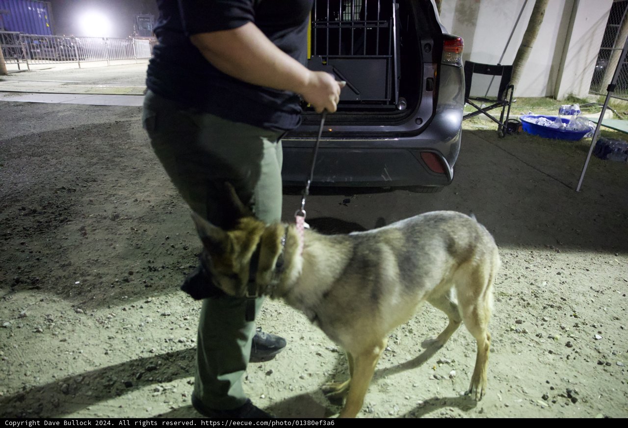 Duty Calls: A Night Scene with a Police Dog at Coachella 2024