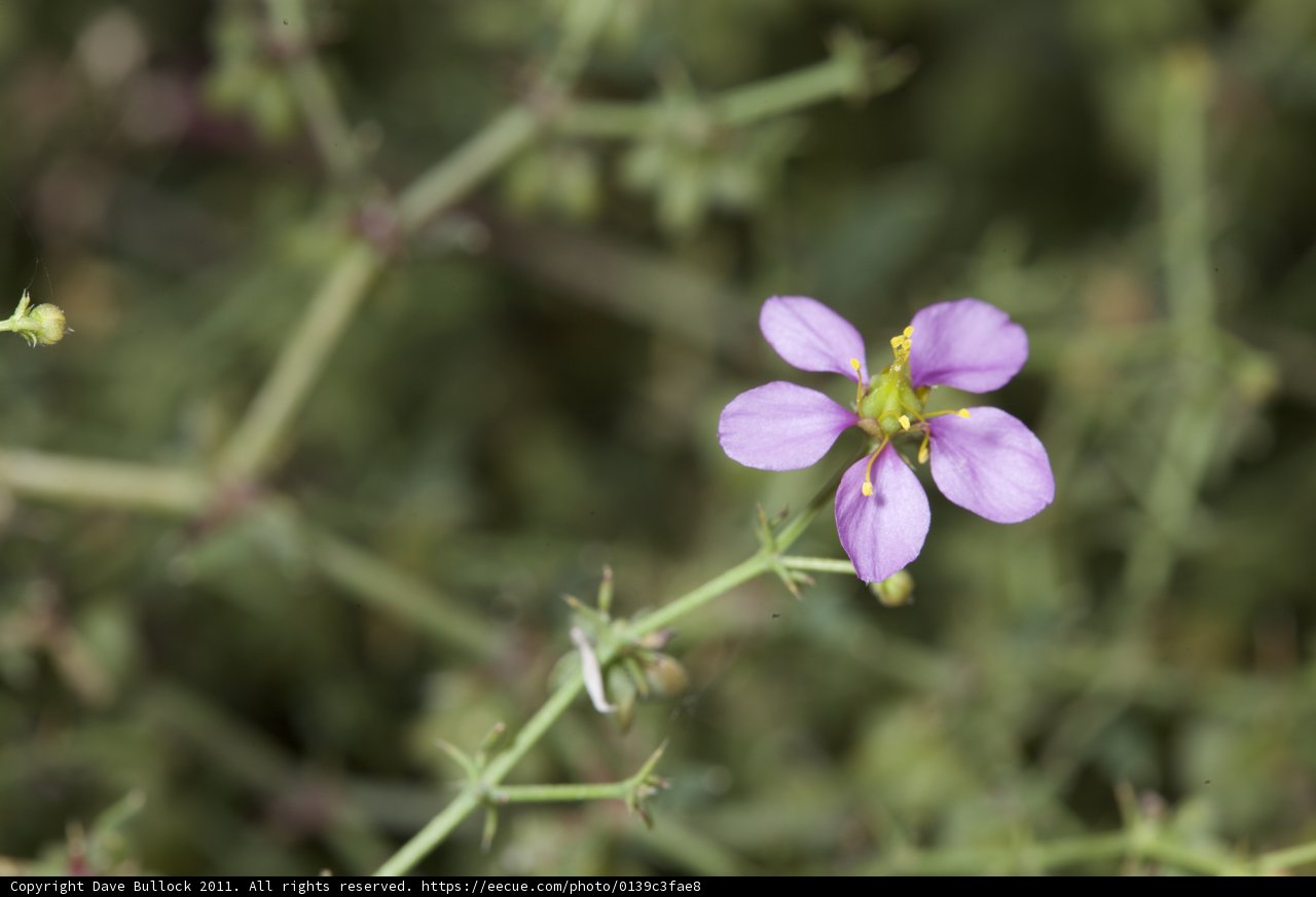 Petite Purple Geranium