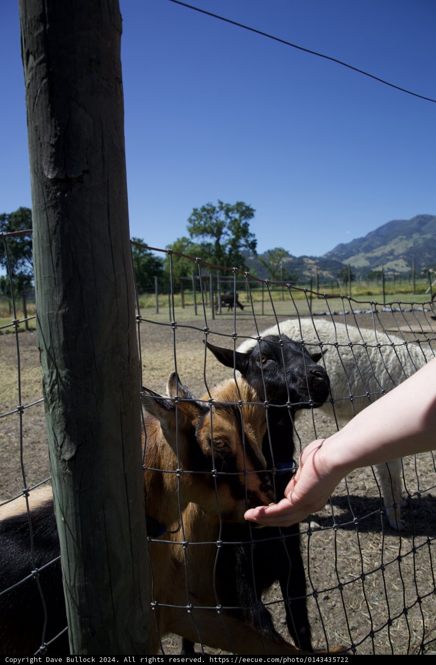 Friendly Encounters at Calistoga's Old Faithful Geyser Park