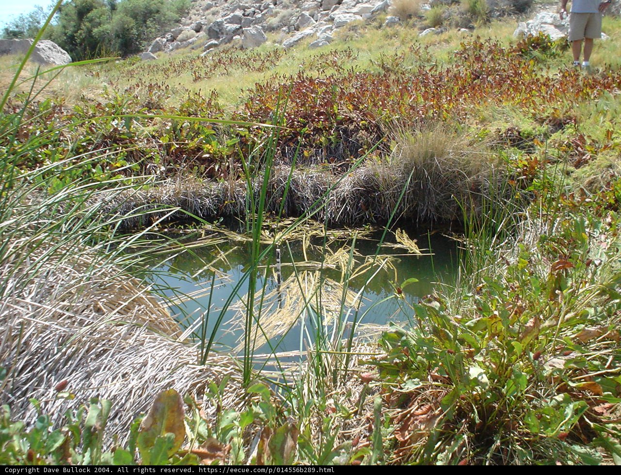 Serene Pond in a Natural Wilderness
