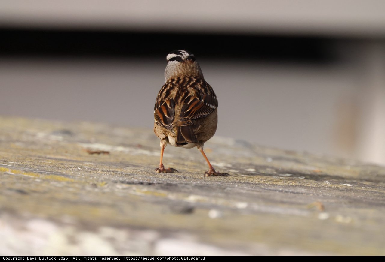 White-crowned Sparrow on Weathered Wooden Deck