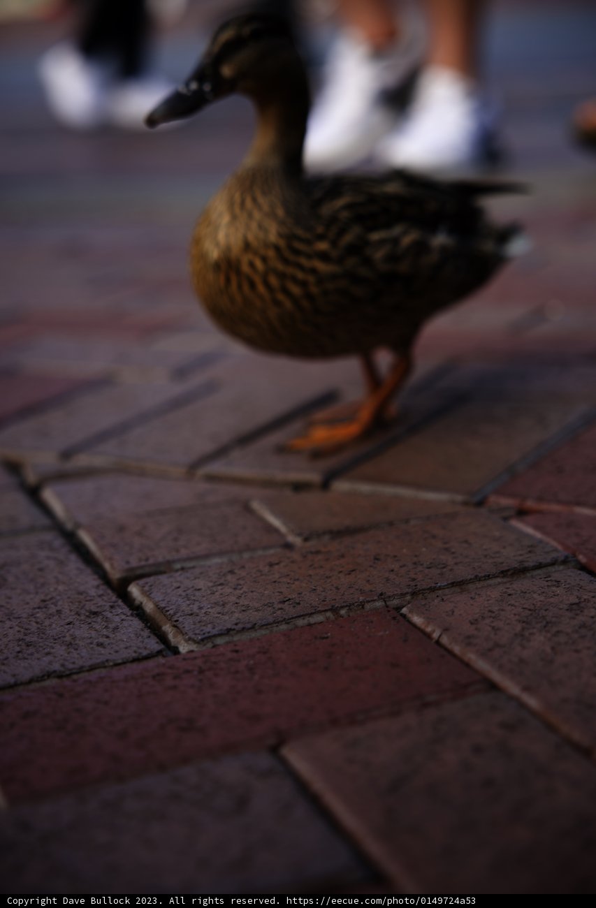 Duck Encounter at Disneyland