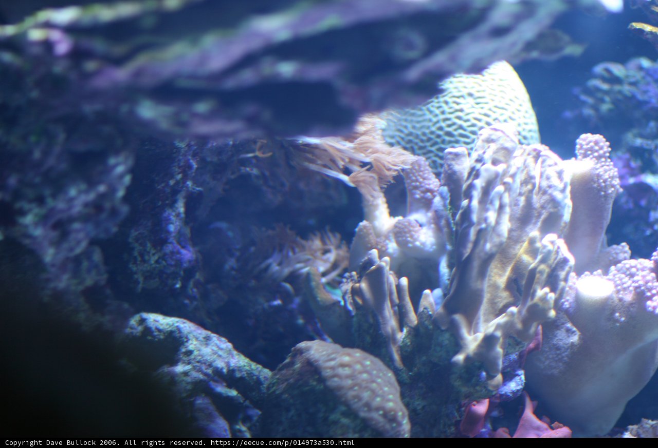 The Magnificent Coral Reef World