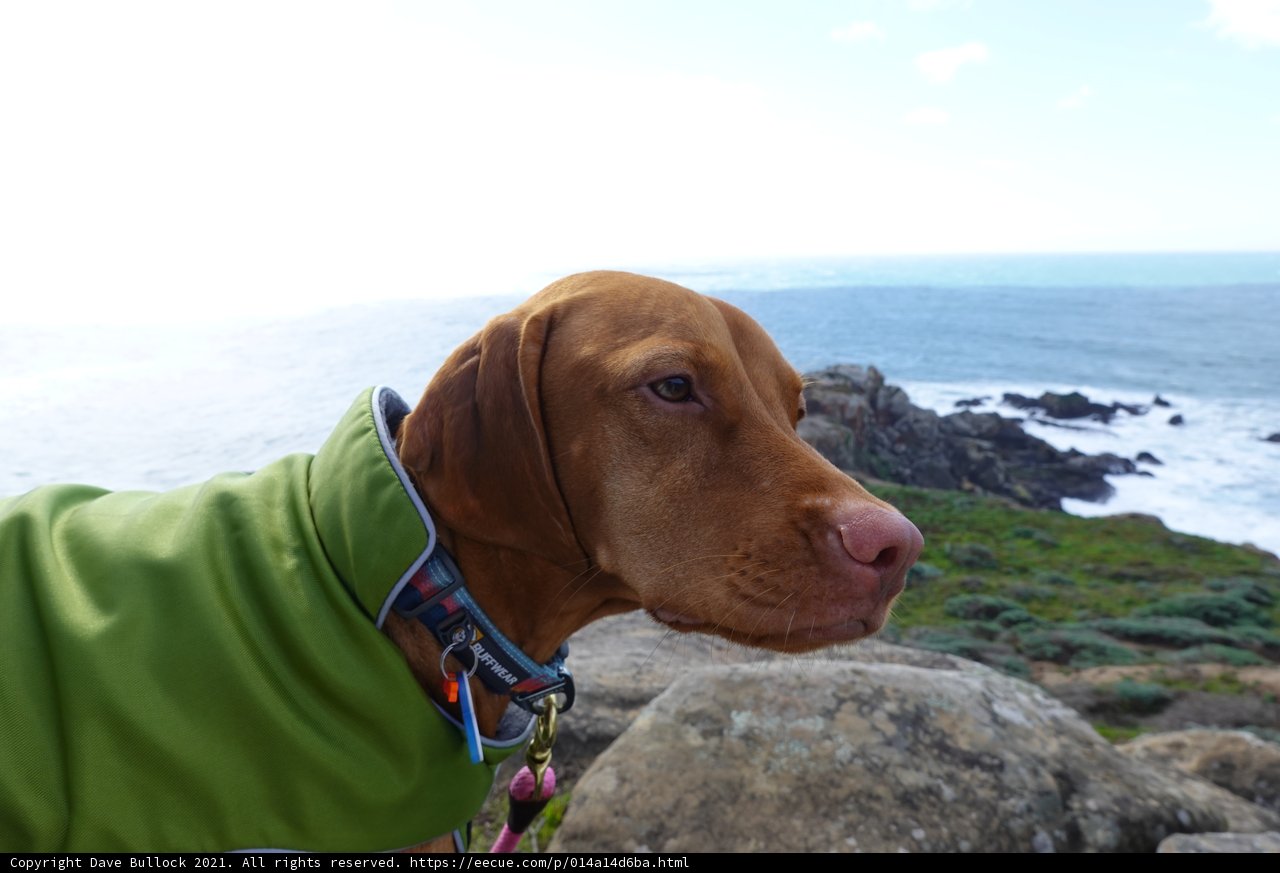 Fashionable Pup on the Rocks