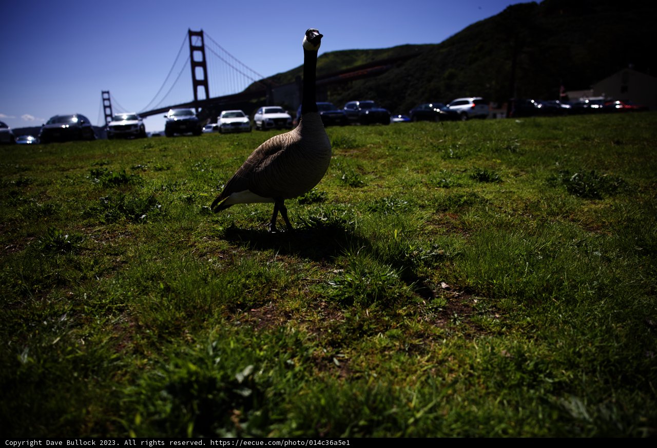 Serene Encounter at Marin Headlands