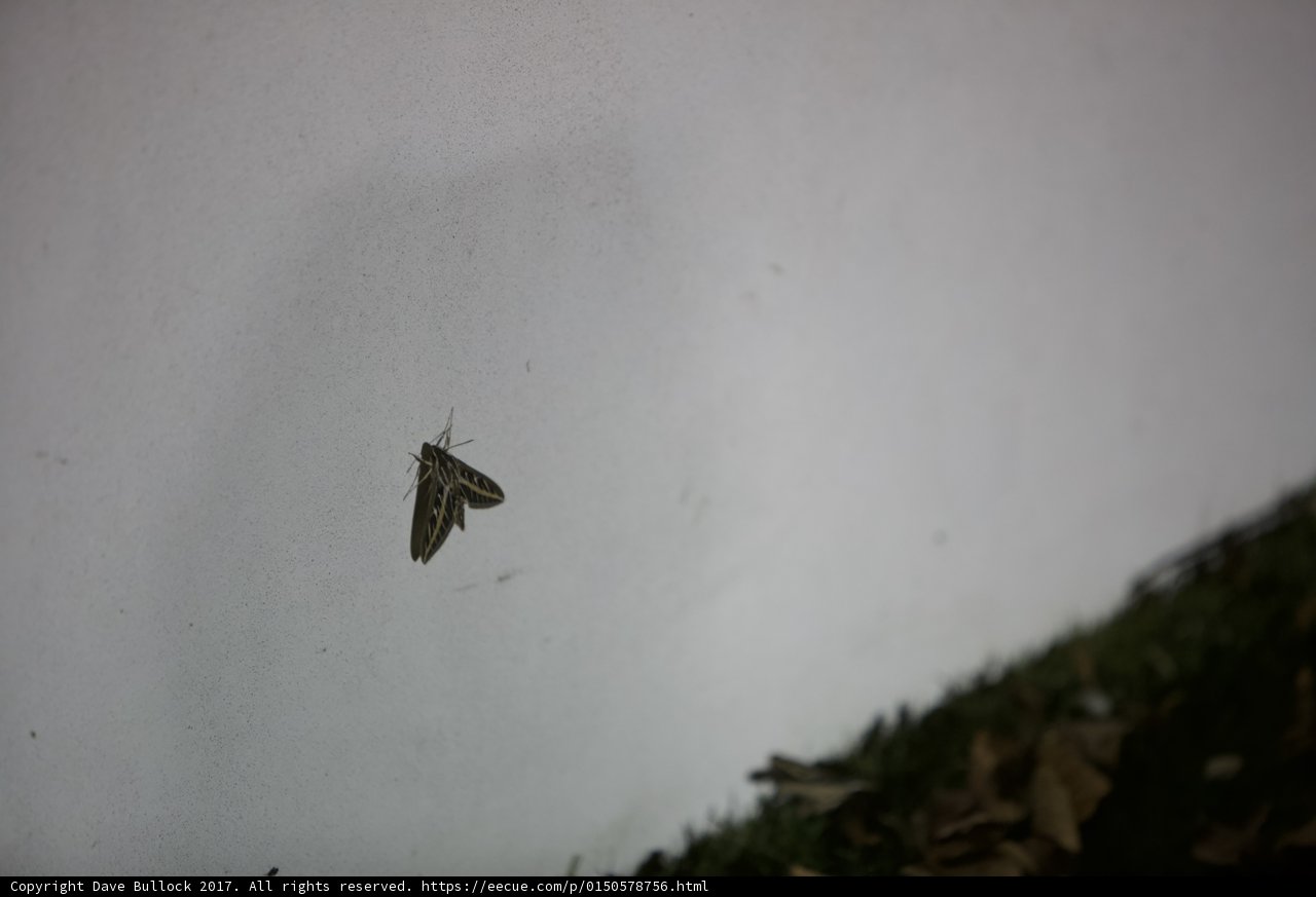 Nighttime Visitor