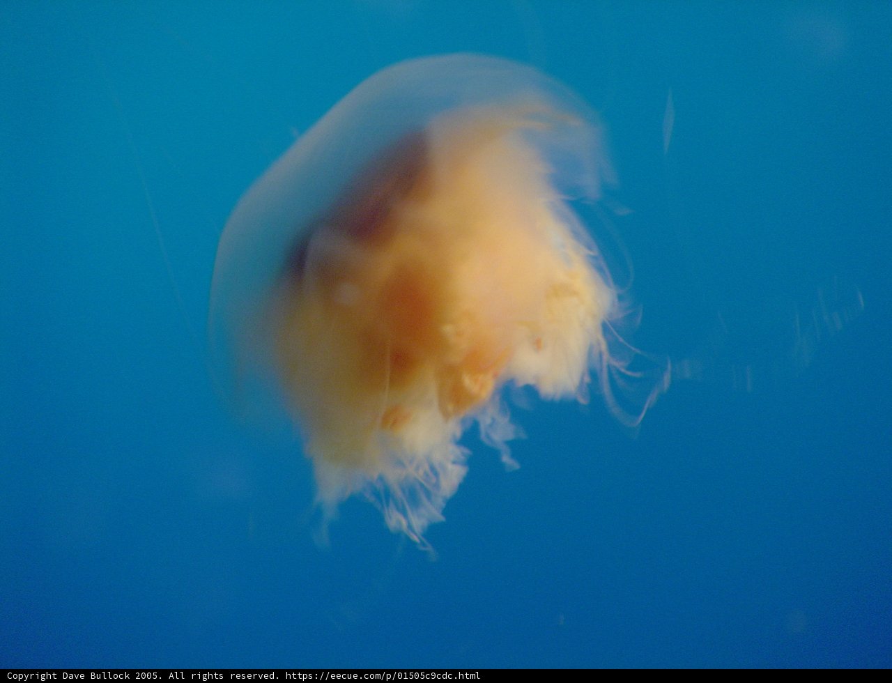 Graceful Jellyfish in the Blue Ocean