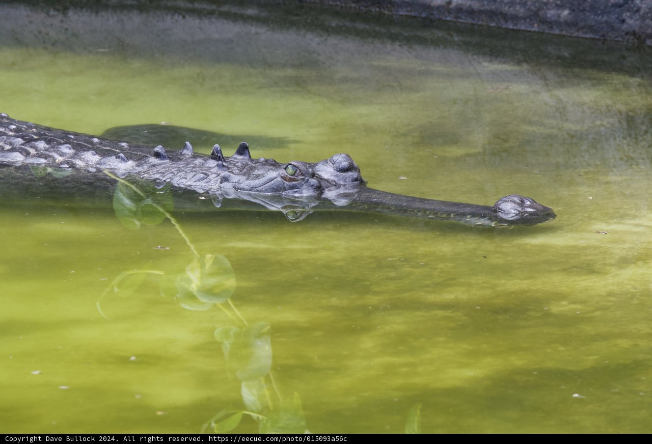 Stealth and Serenity: A Crocodile at Rest
