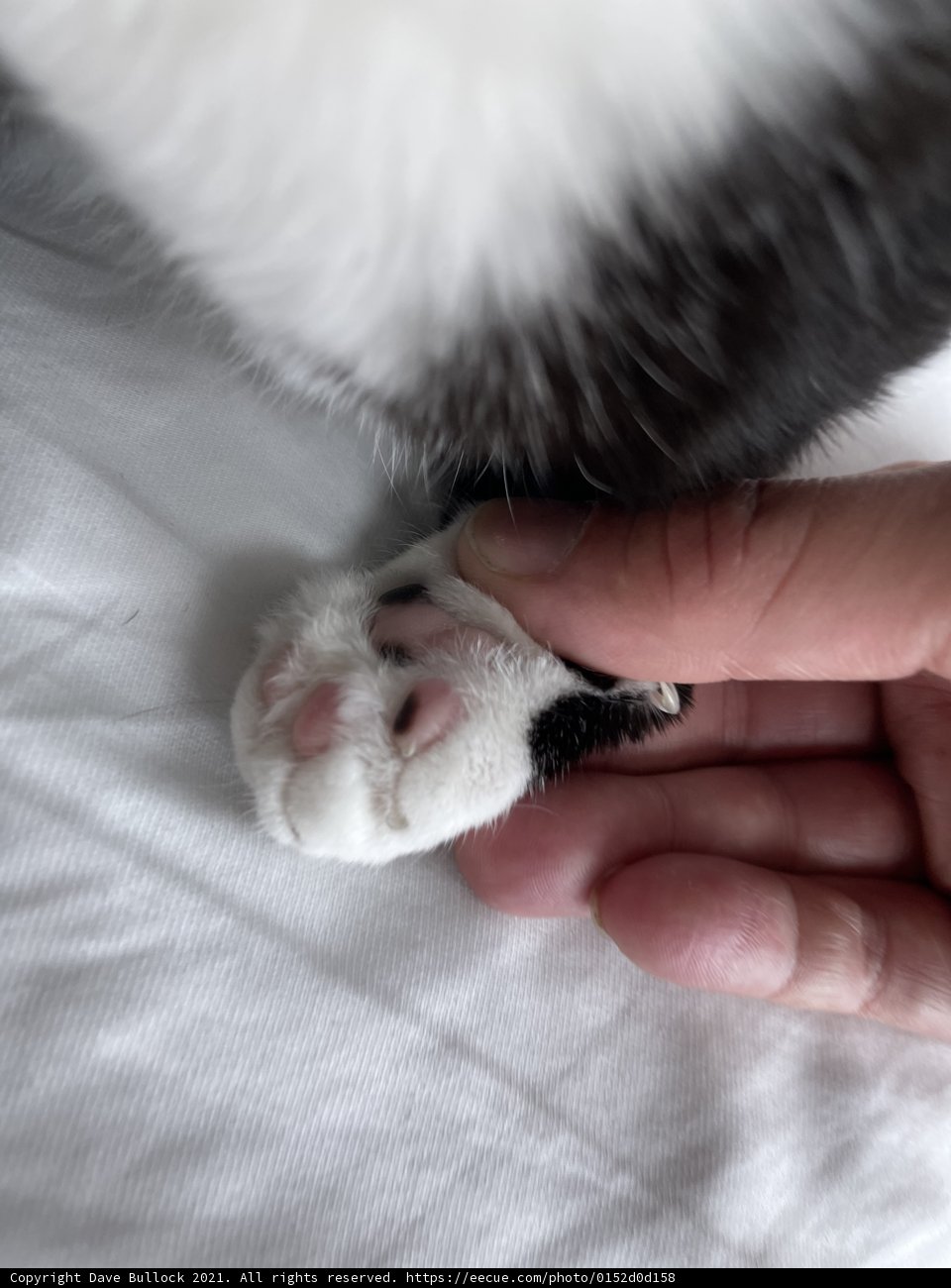 A Close Encounter with a Feline Friend