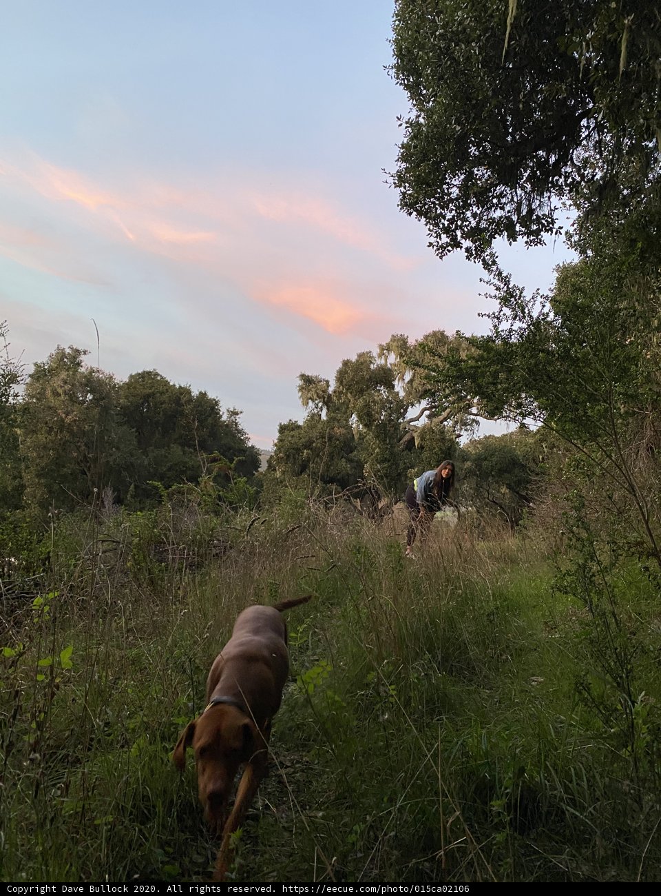 Nature Walk with Man's Best Friend