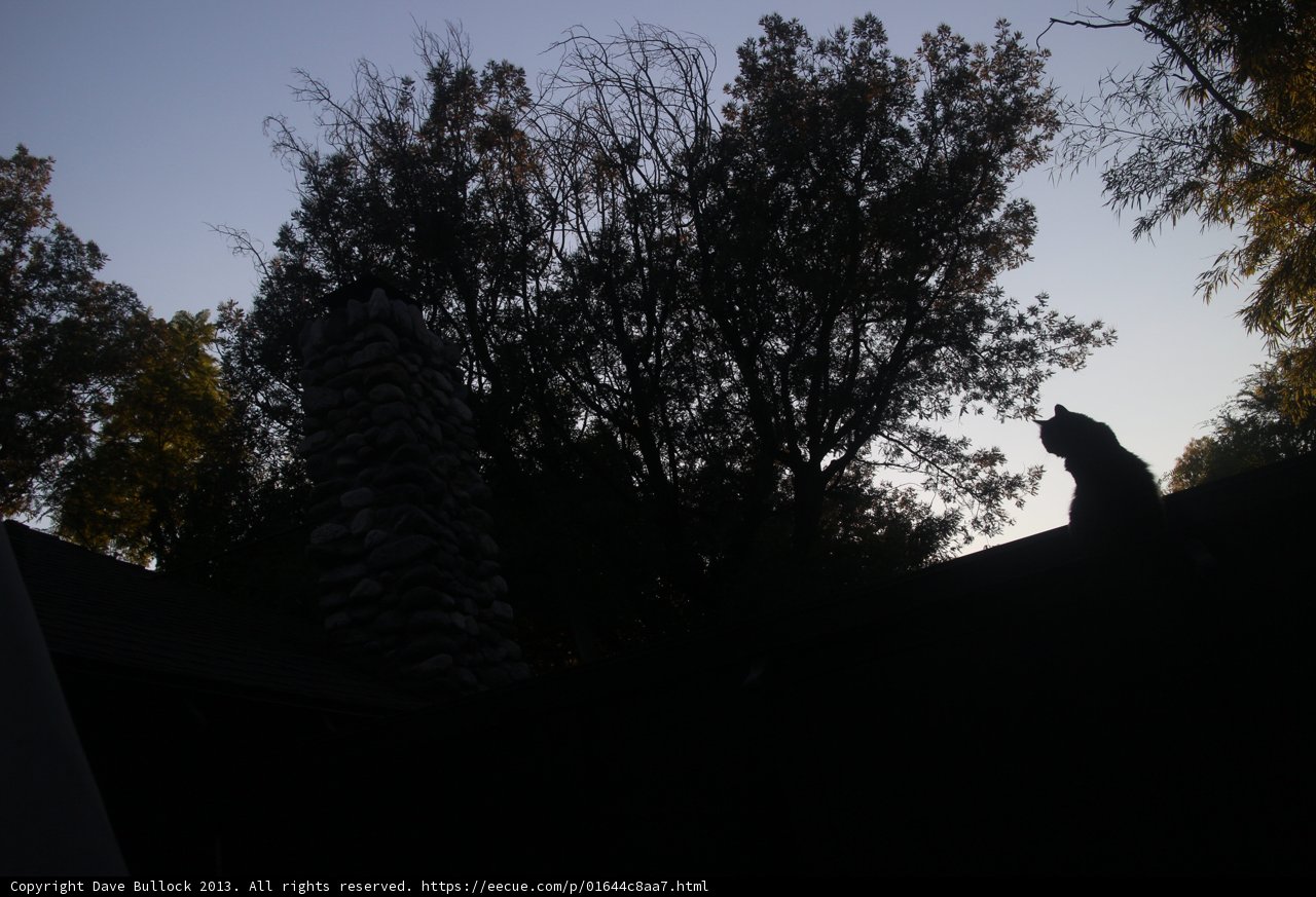Silhouette of a cat on a tree-lined rooftop at dusk