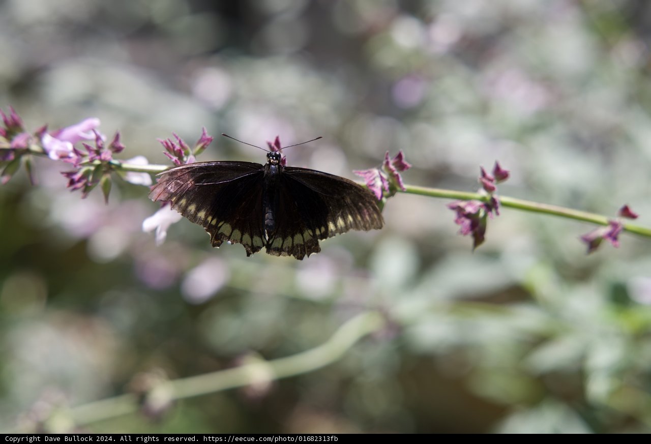 Fluttering Wonders