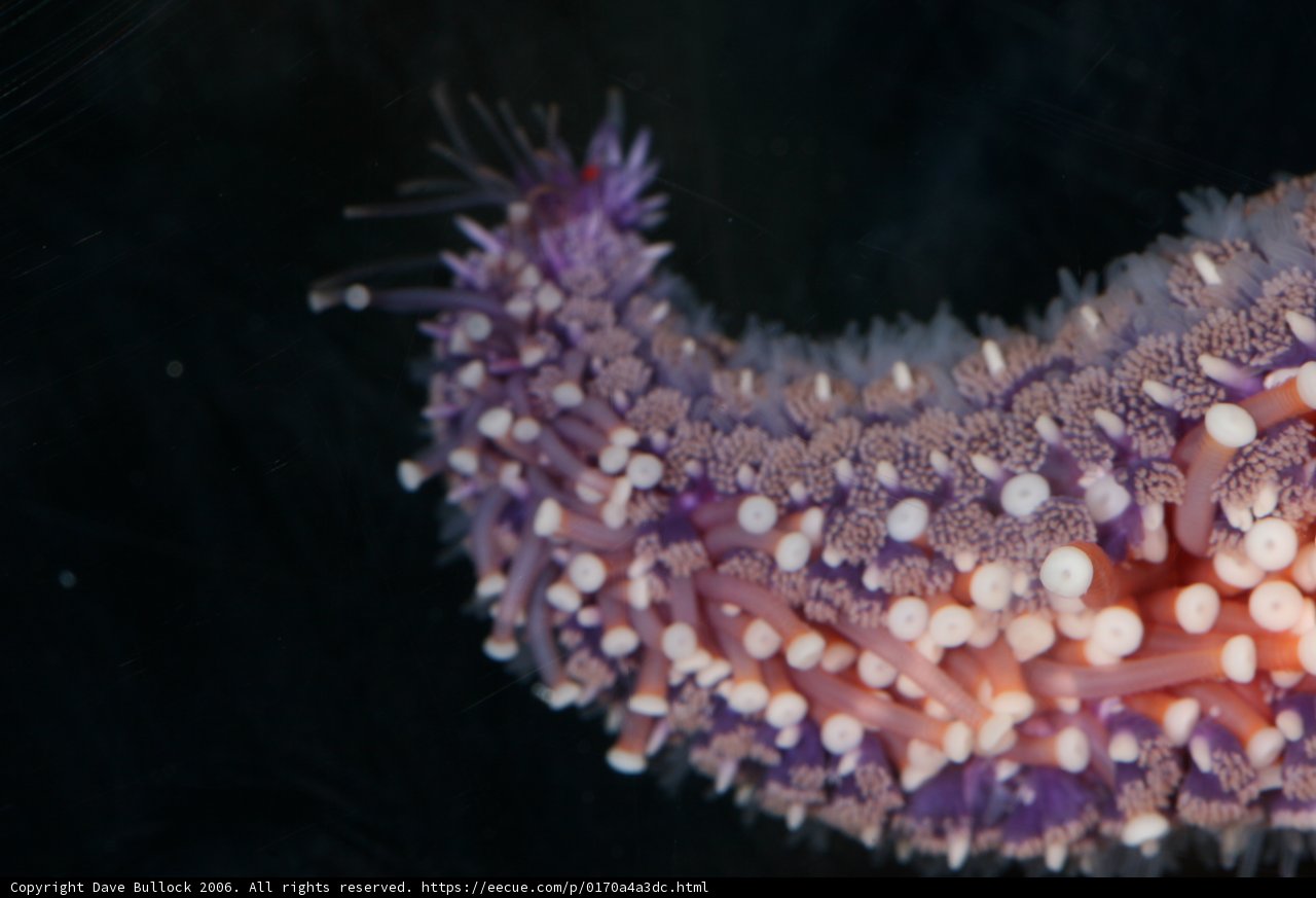 Vibrant Purple Sea Anemone