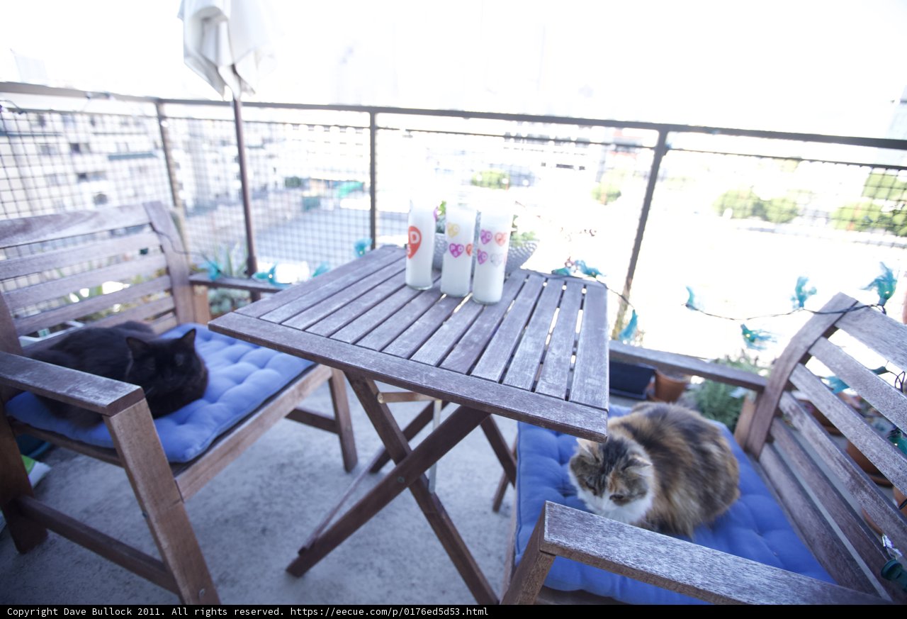 Feline Festivities on the Balcony