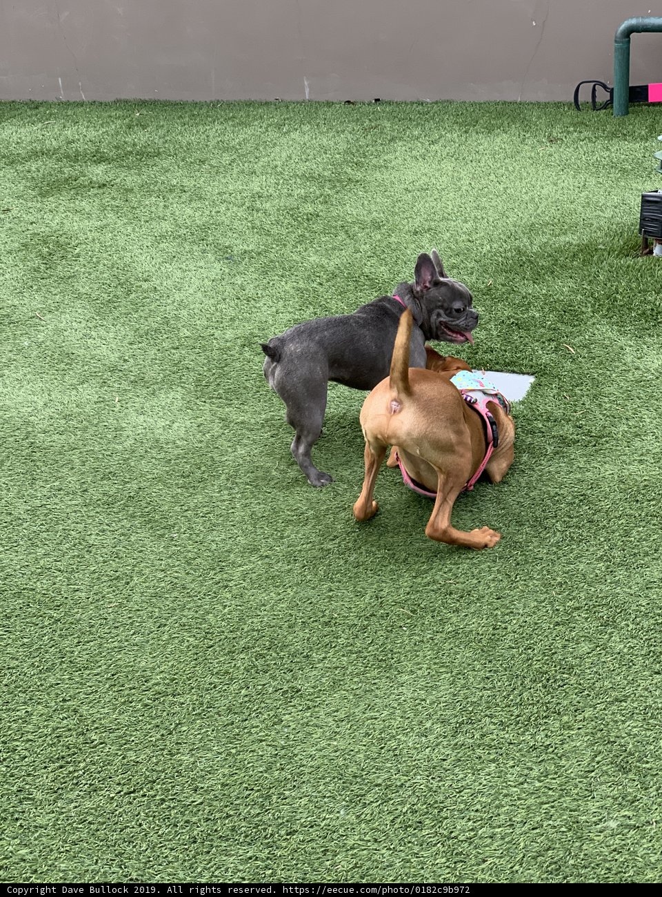A Paw-some Day at the Park