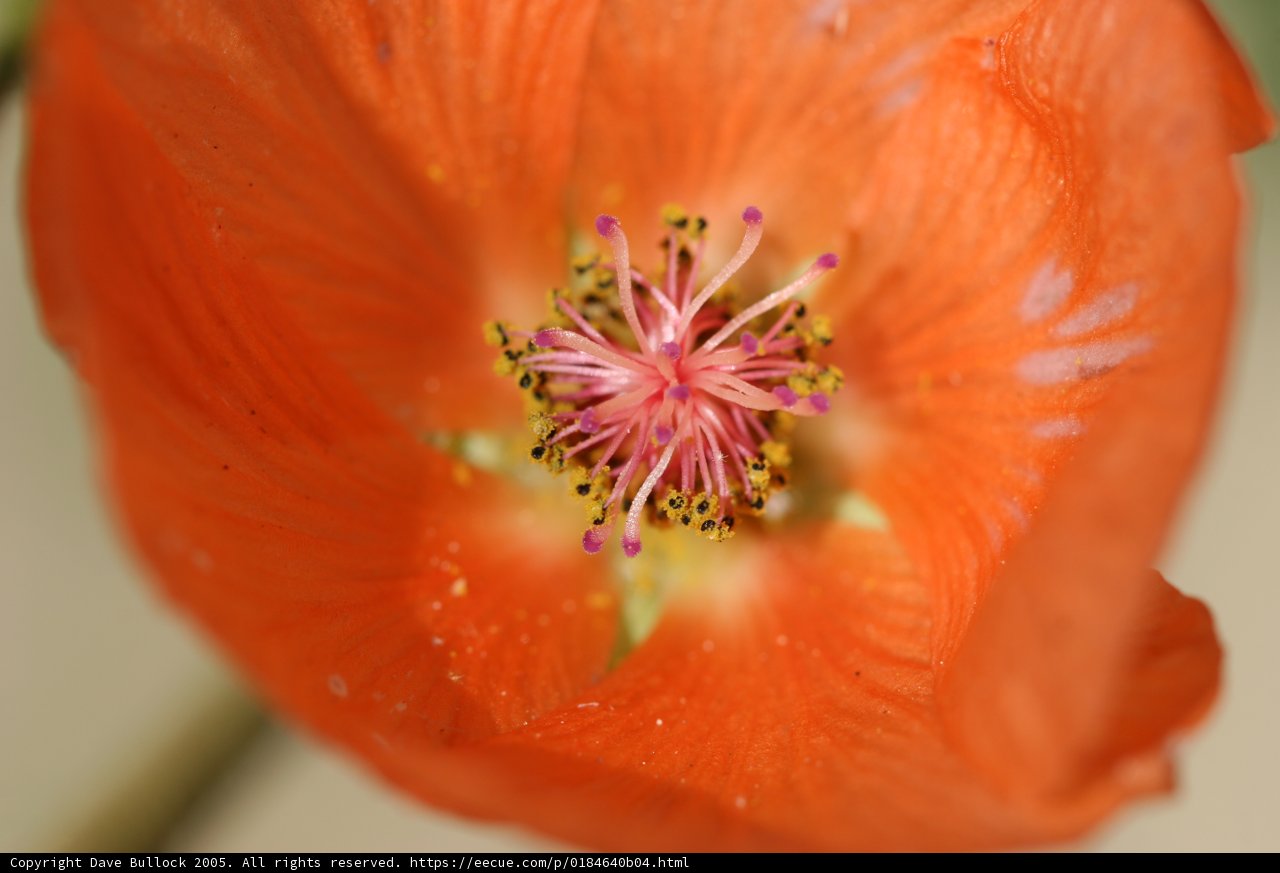 Up Close and Personal with a Lily Flower