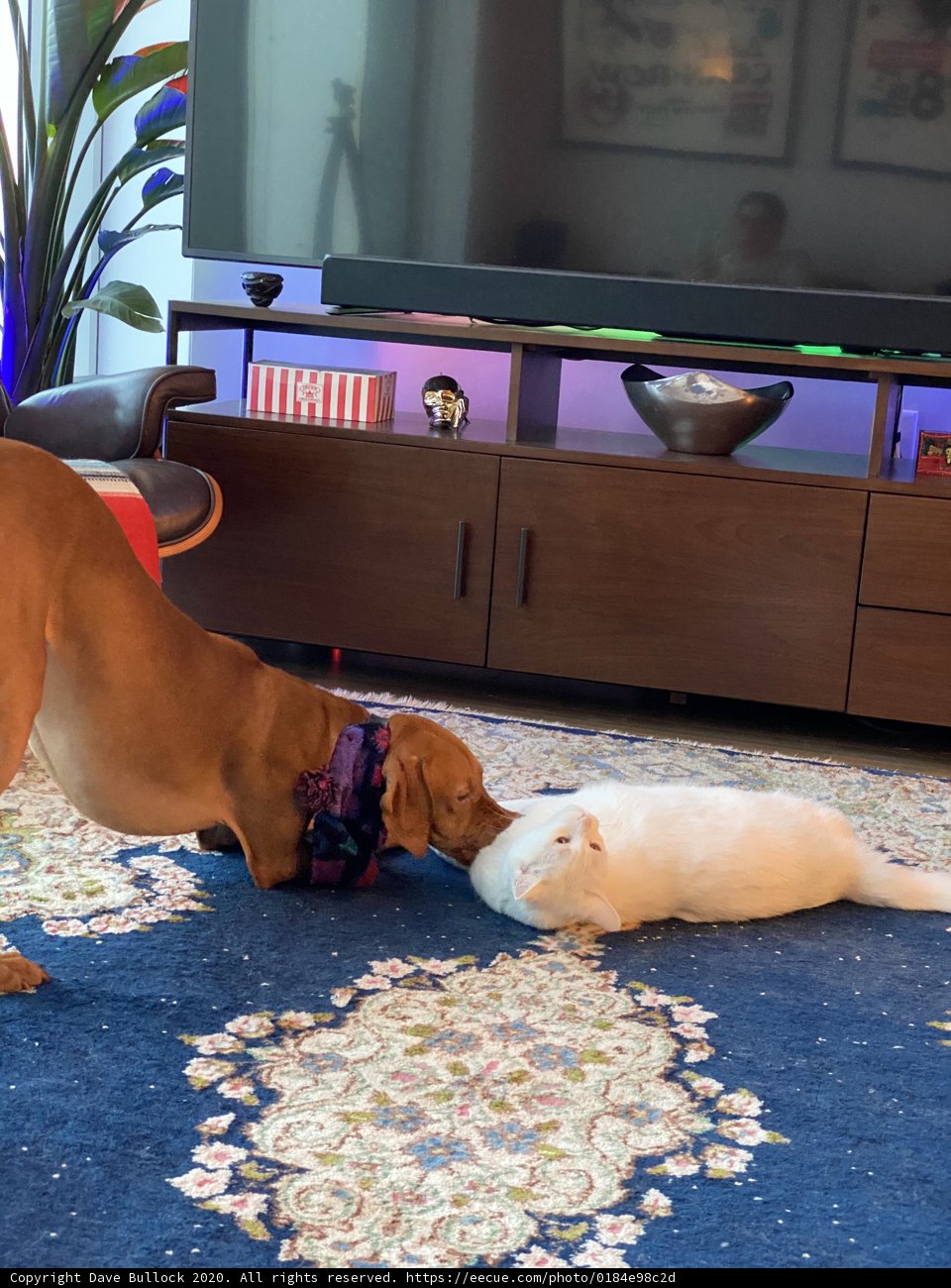 Playtime Buddies