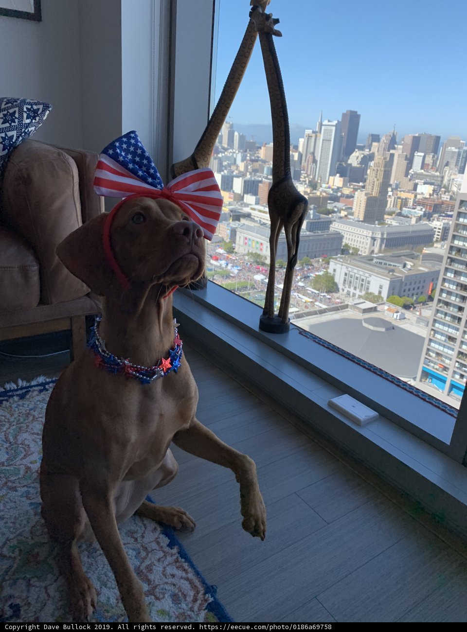 Patriotic Pup on the Couch