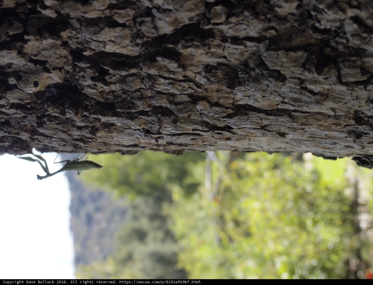 Lizard on a Tree Trunk