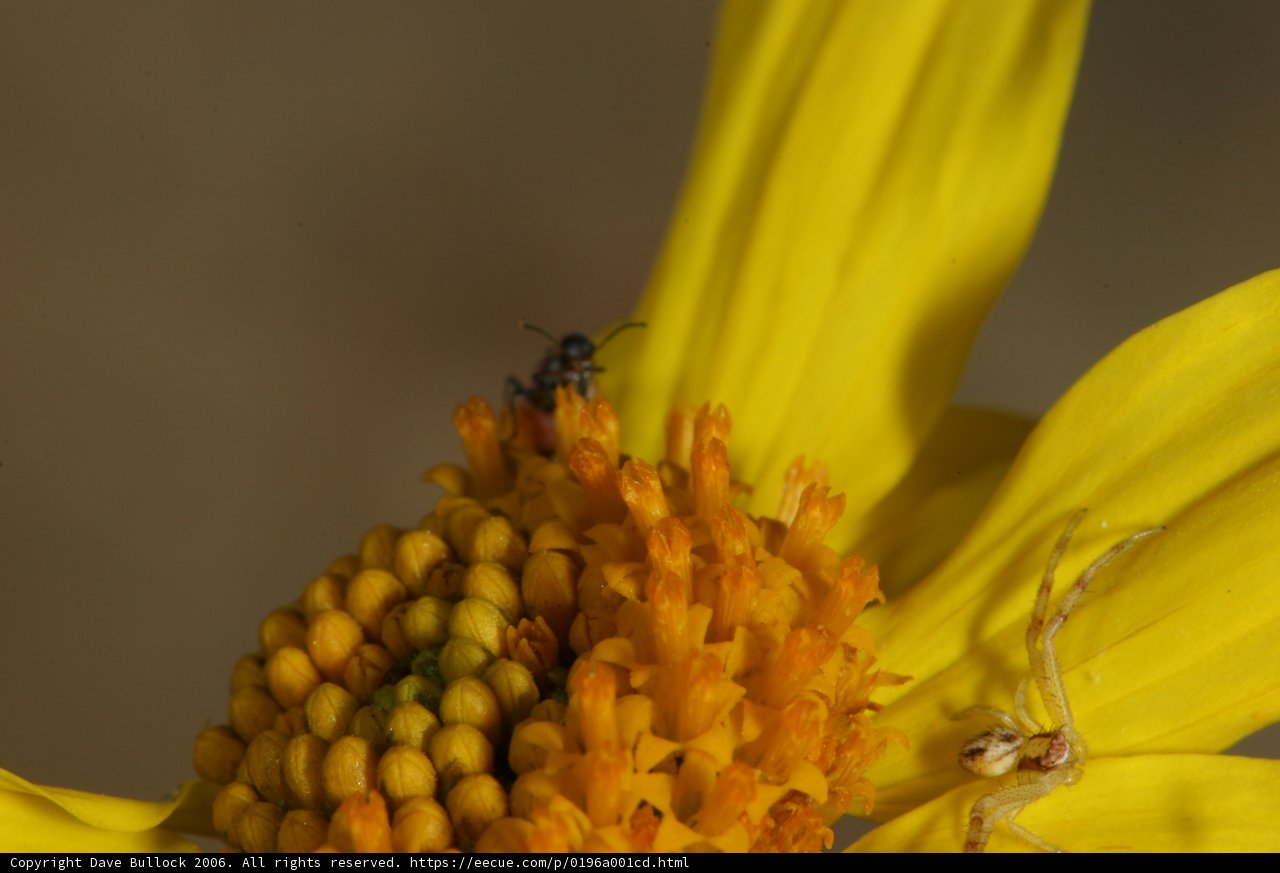 Busy Buzzing on a Yellow Daisy
