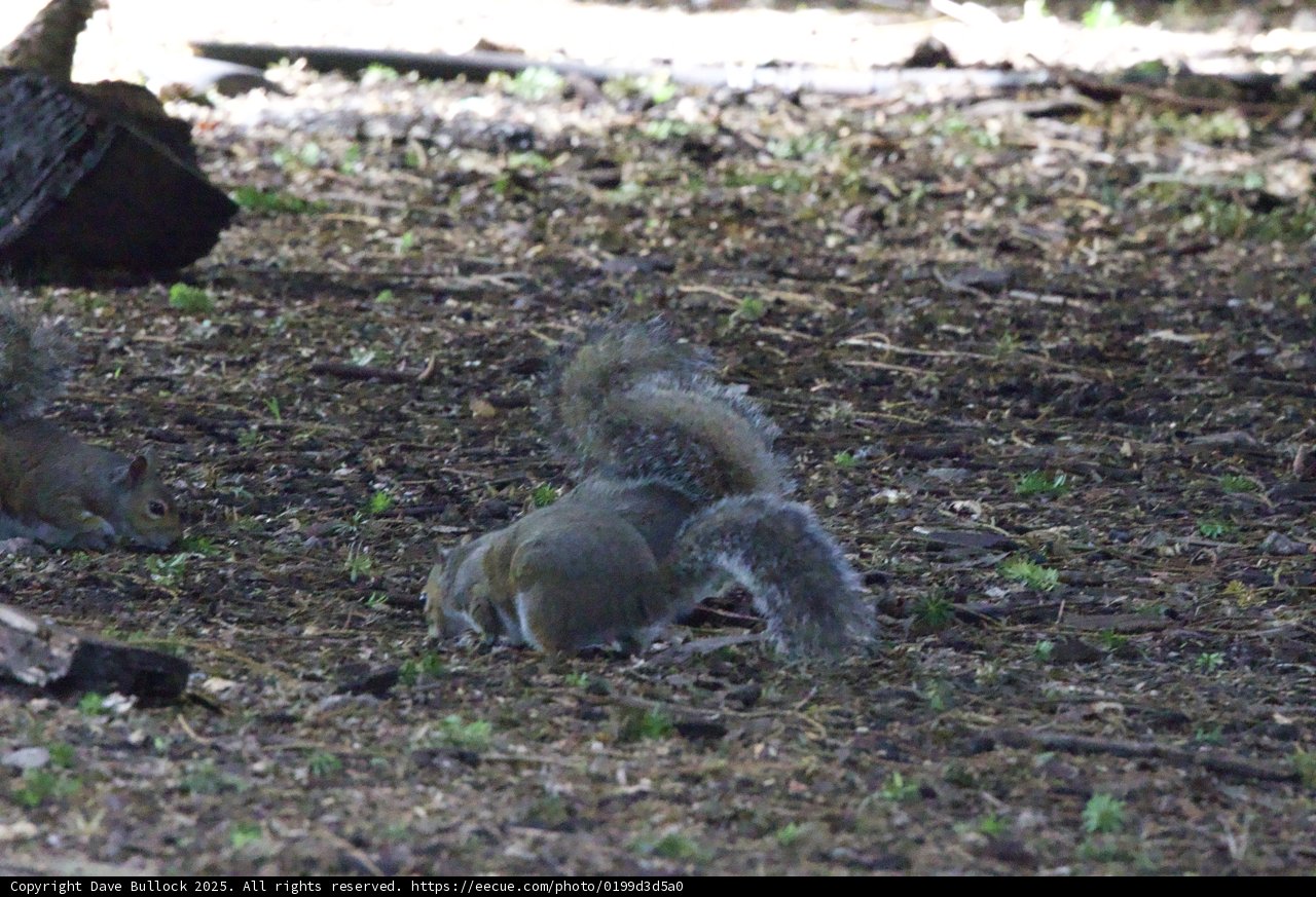 Forest Floor Foraging
