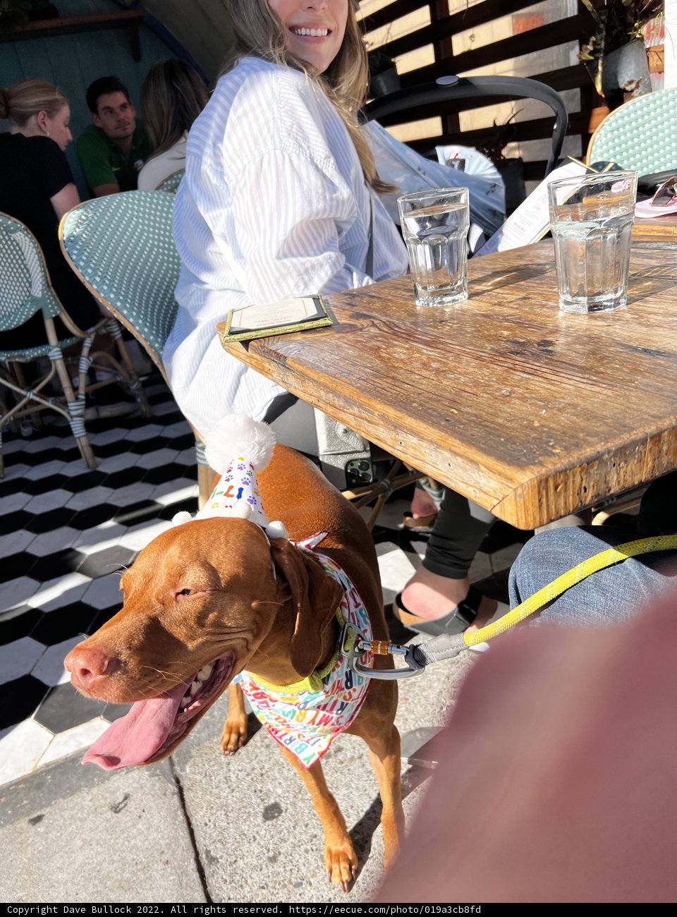 Dining with my furry companion