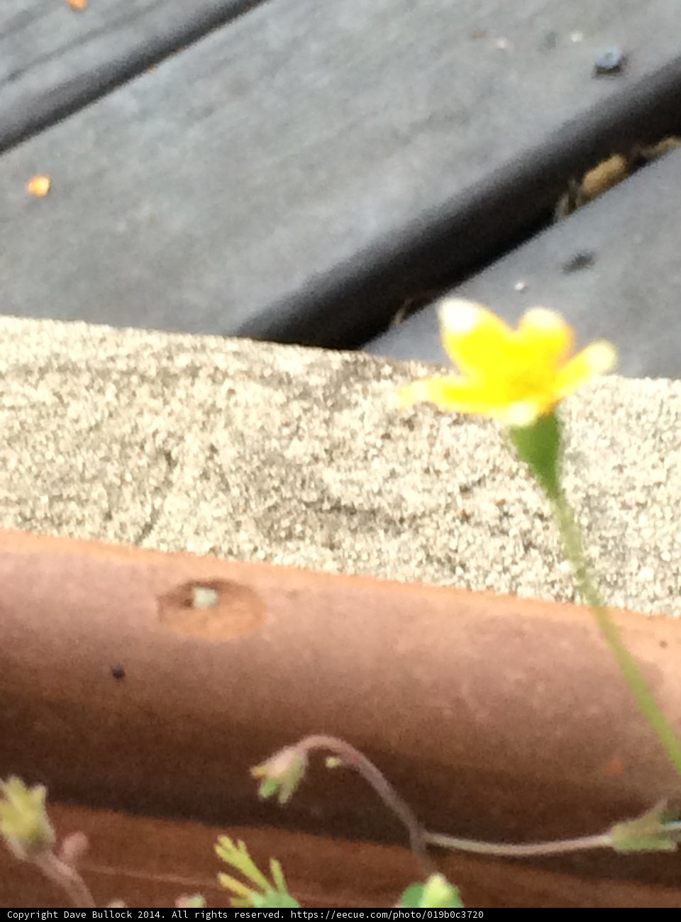 Yellow Anemone Flower on a Wooden Ledge