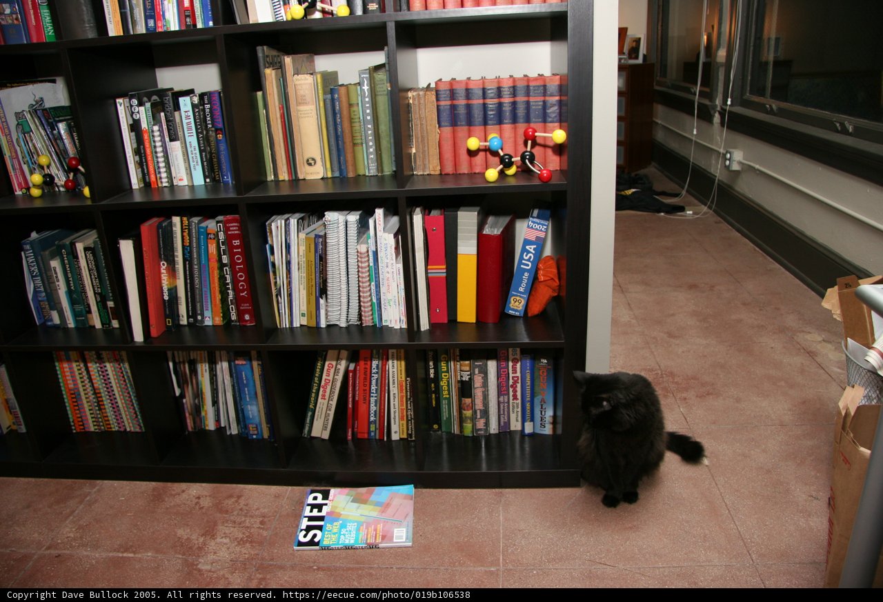 The Bookshelf Cat