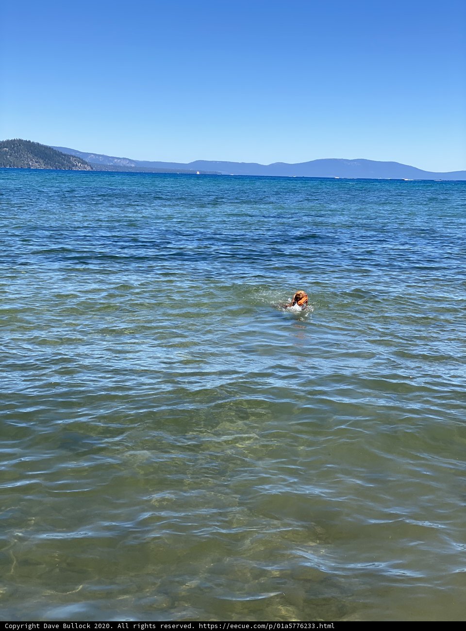 Man and Dog Take to the Waves