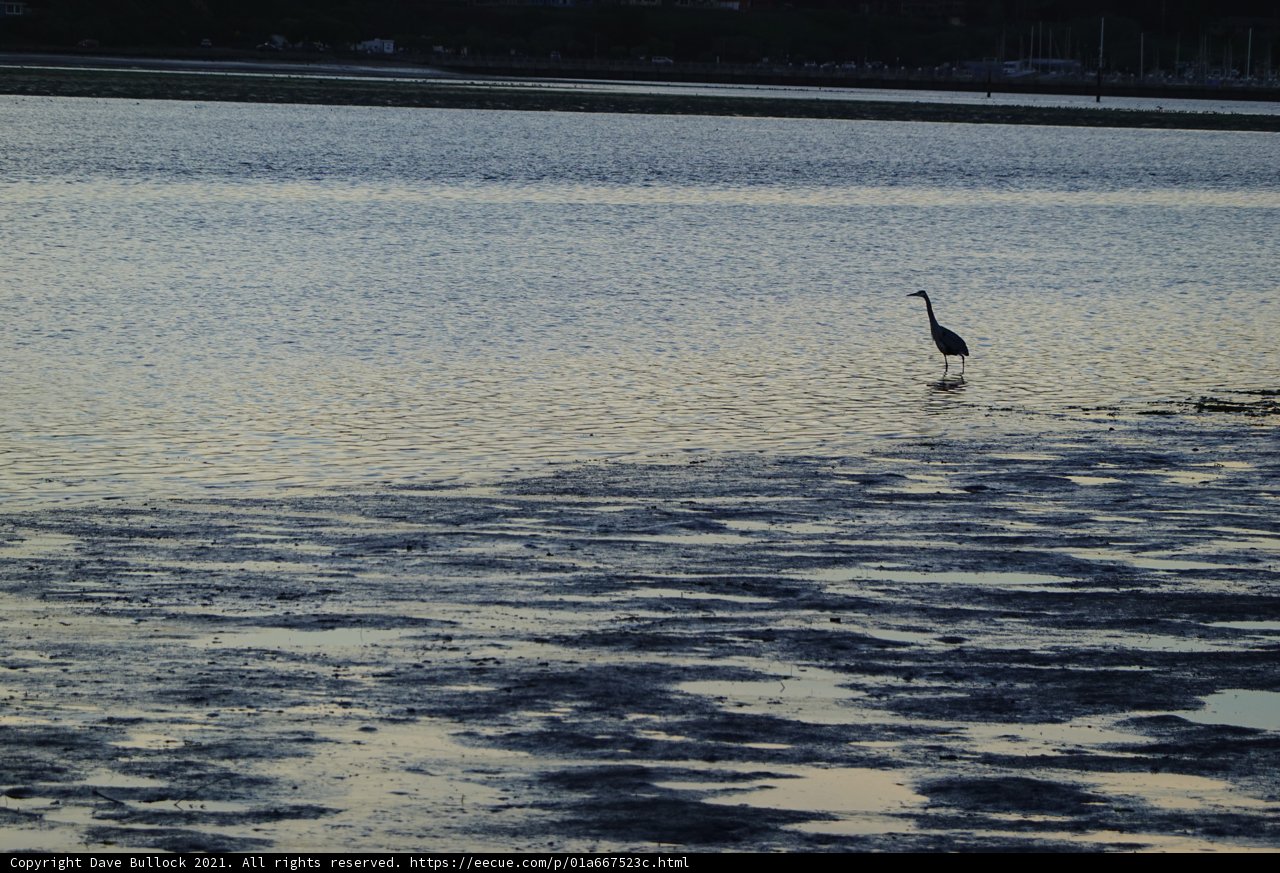 Serene Bird at Sunset
