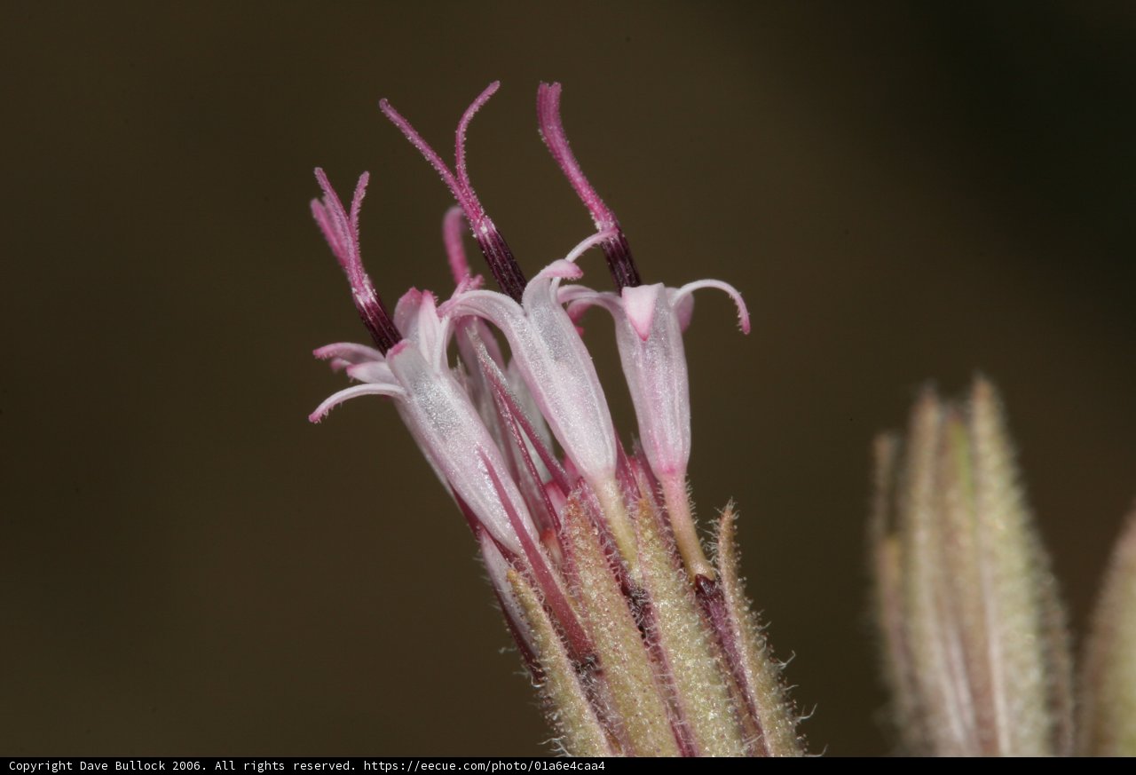 Pollen-Packed Geranium Flower
