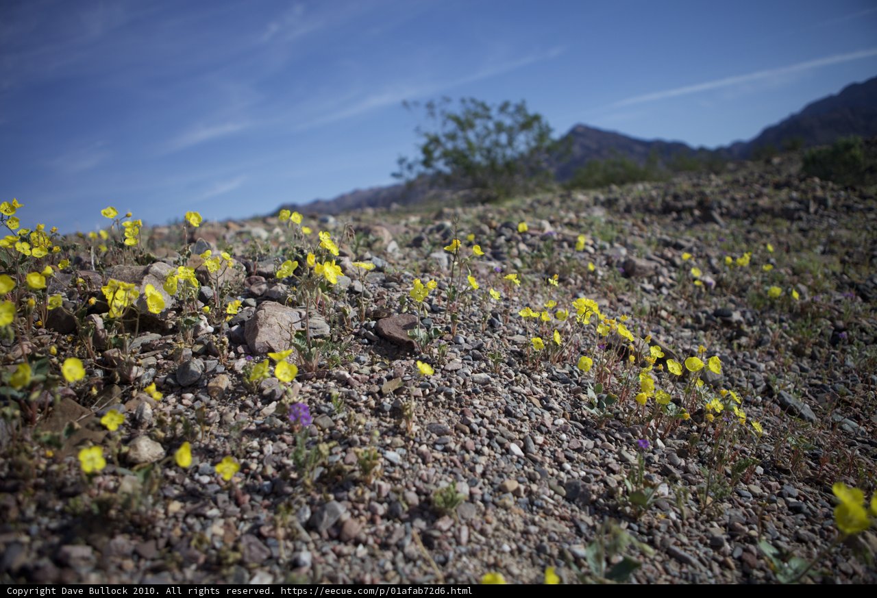 Desert Bloom