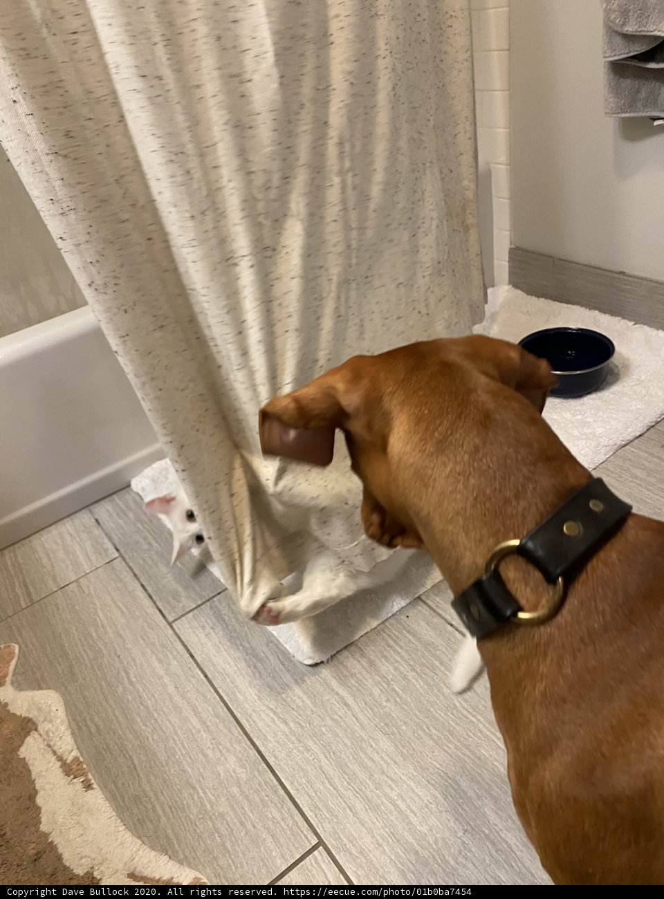 Inquisitive Basenji Investigates Shower Curtain