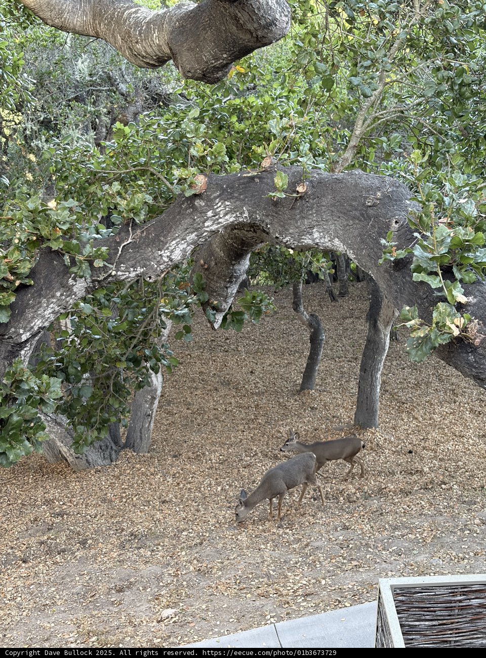 Woodland Harmony