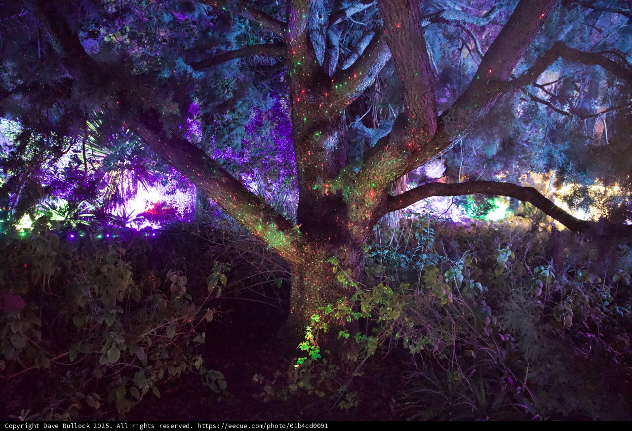 Enchanted Arboreal Glow