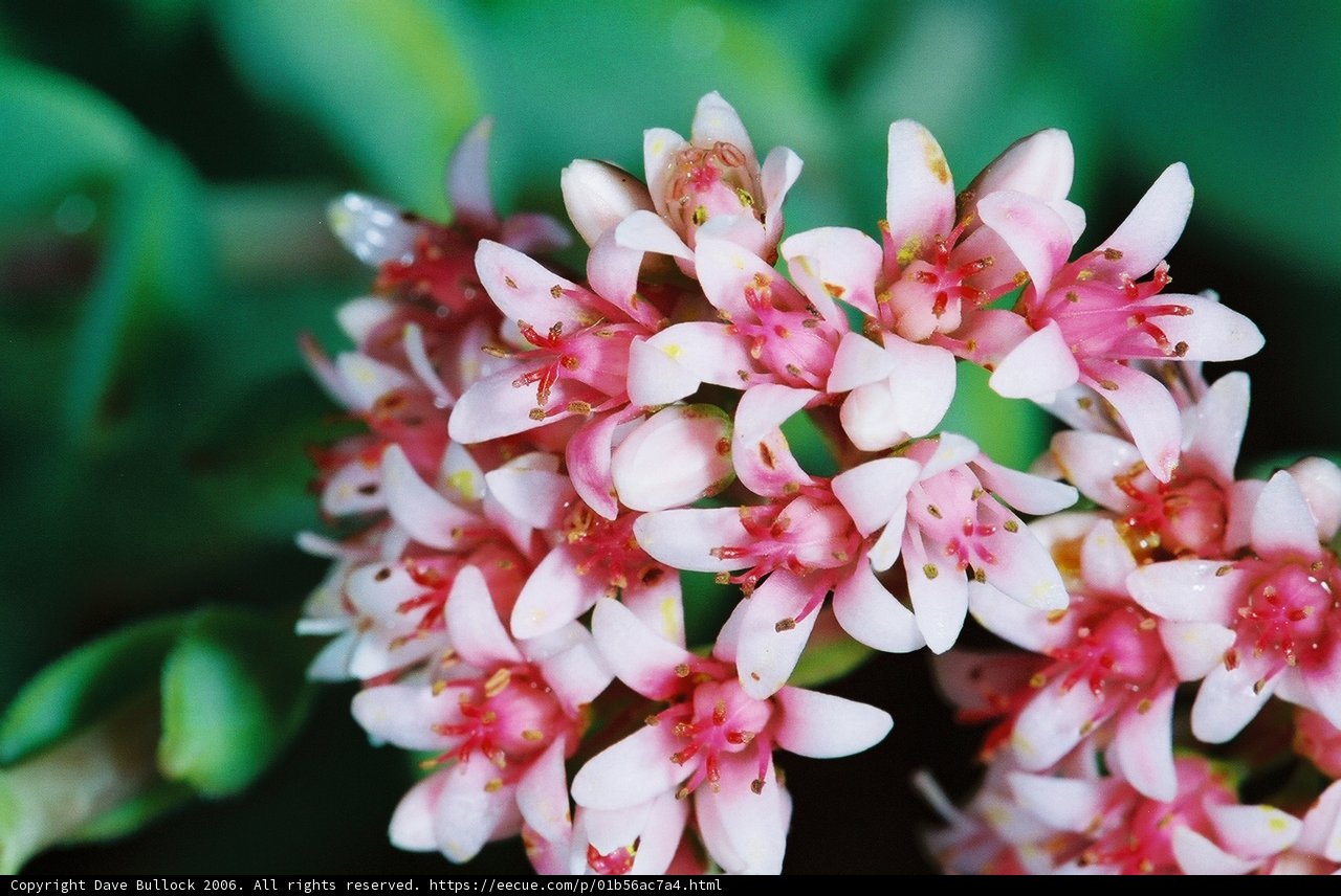 Pink Flower in Full Bloom