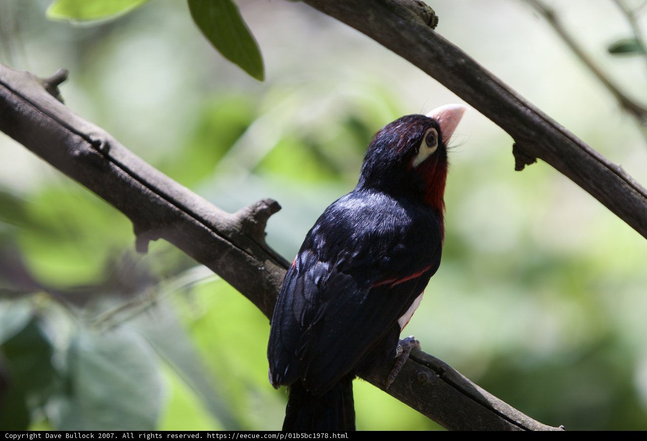 Red and Black Finch on a Branch