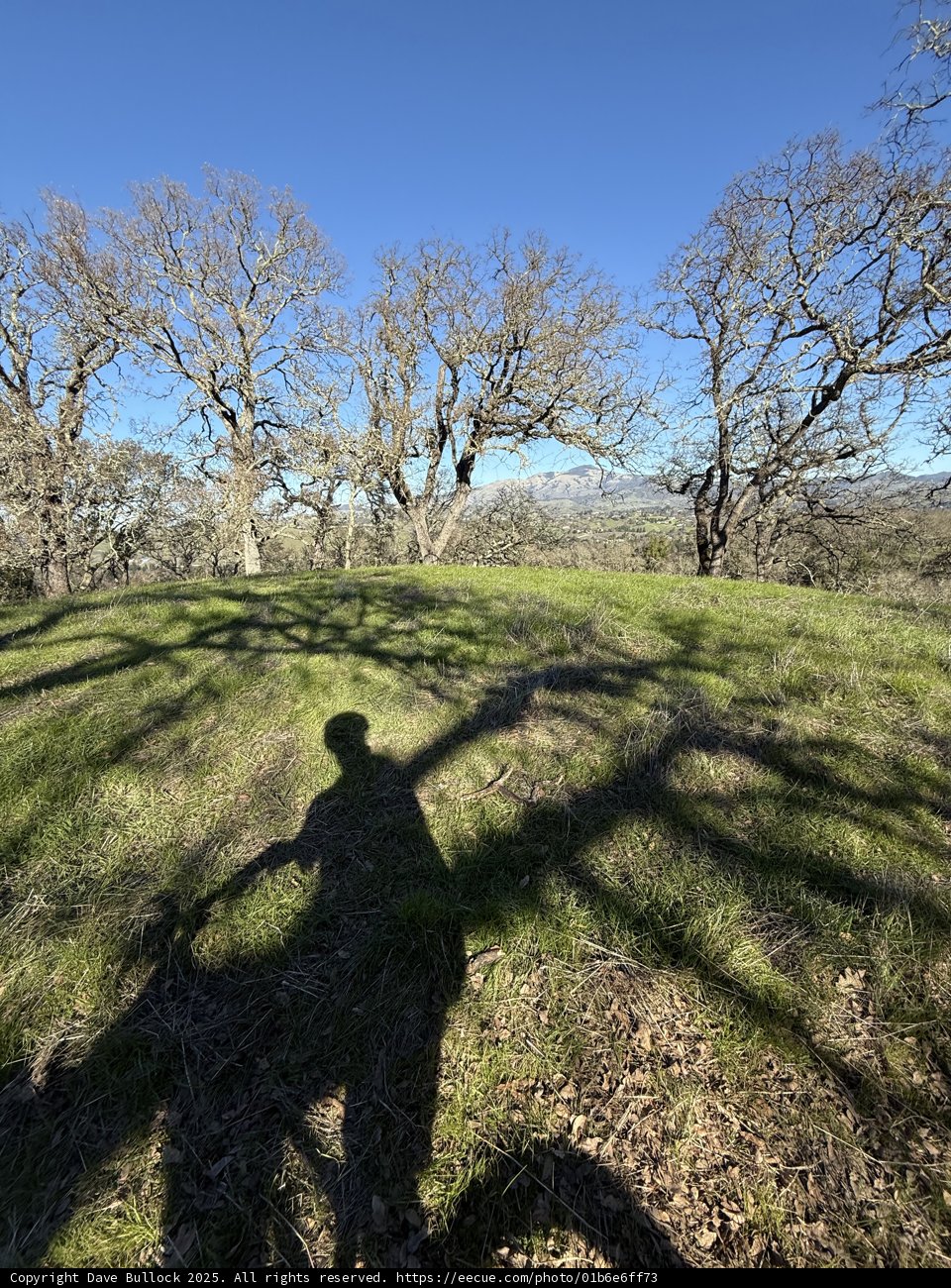 Embracing the Shadows of Nature