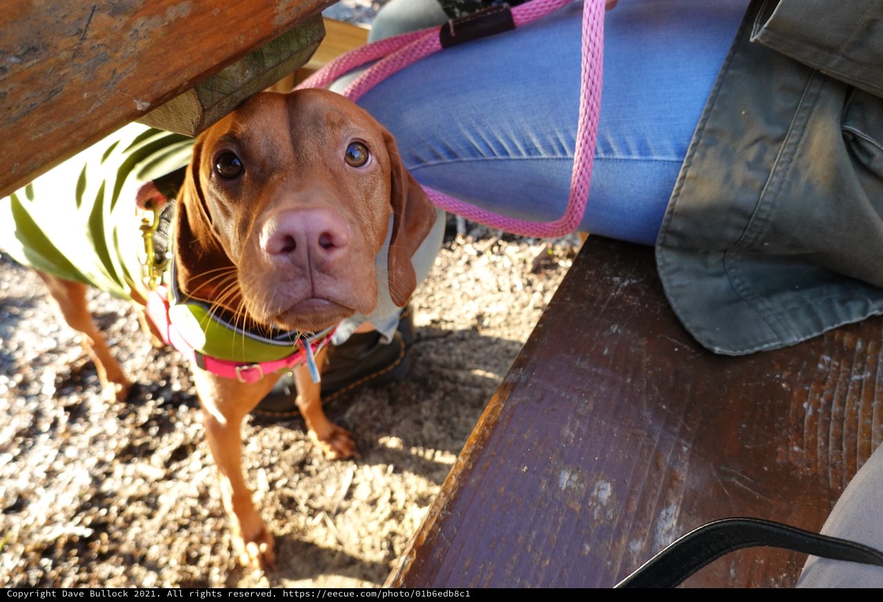 Rescue Dog Under Picnic Table Outdoors