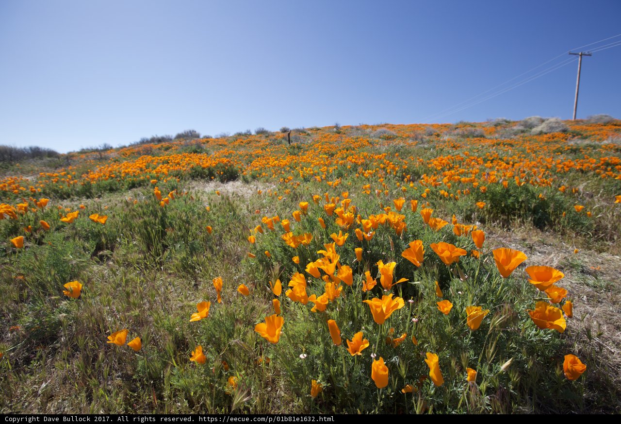 Blooming Horizon