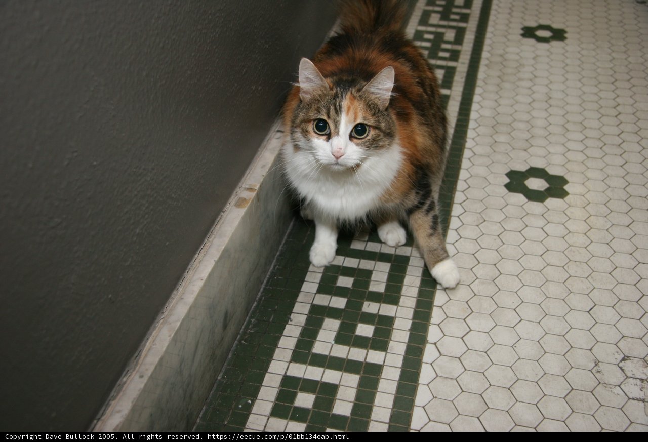 Paws on Tile