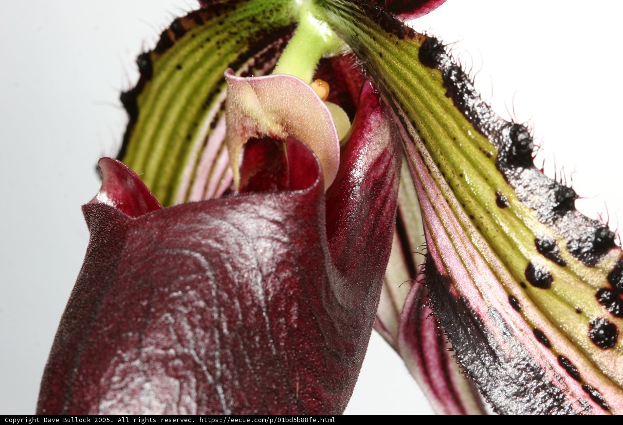 Stunning Close-up of a Flower with an Elegant Stem